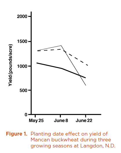 Figure 1. Planting date effective on yield of Mancan buckwheat during three growing seasons at Langdon, N.D.