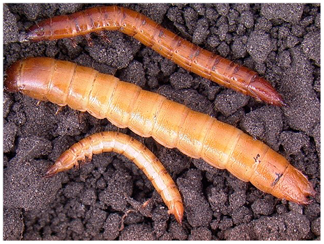 Figure 34. Wireworm larvae.