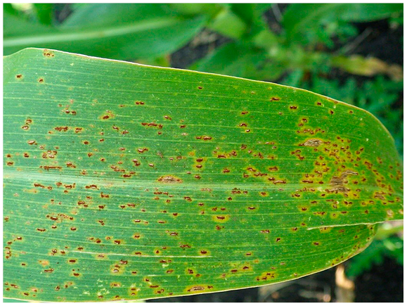 Figure 37. Corn leaf with common corn rust. Note pustules filled with brown to deep-red spores.