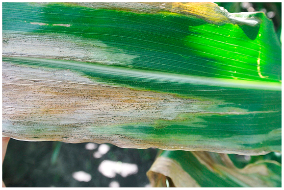Figure 39. Corn leaf with Goss' wilt lesion. Note the characteristic wavy leaf margin with water-soaking and freckles.
