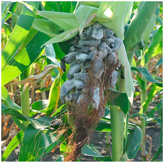 Figure 41. Corn ear with gray-white galls of the common smut fungus.