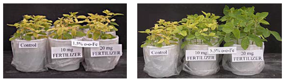 Figure 6. Effect of a 1.5% Fe as ortho-ortho EDDHA added to soil at different rates (left), compared with a 5.5% Fe as ortho-ortho EDDHA applied at the same rates (right). (Goos and Lovas, unpublished, 2012)