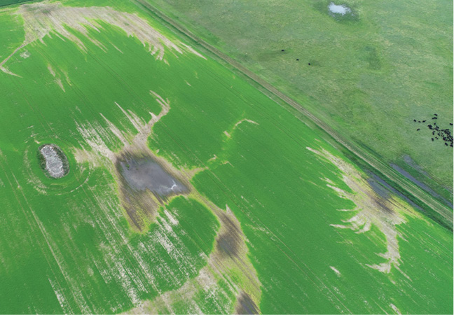 Figure 1. Symptoms associated with low-lying and water-logged areas in a producer field.