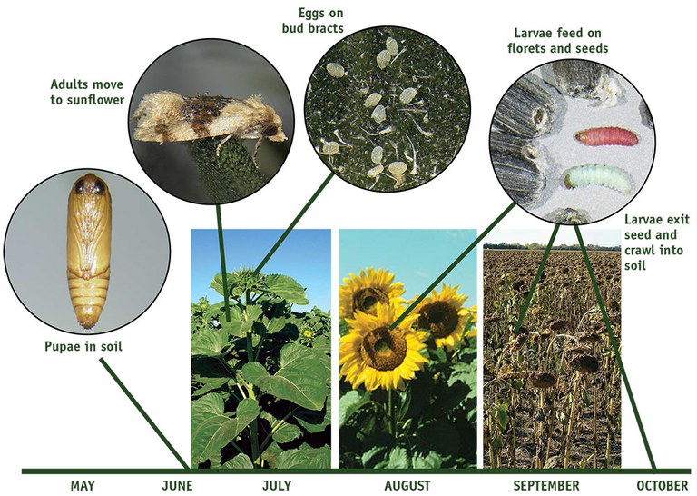 Figure 1. Life cycle of Cochylis hospes (banded sunflower moth).