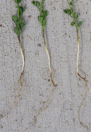 Figure 2b. Fusarium root rot stem and root symptoms in b) lentils