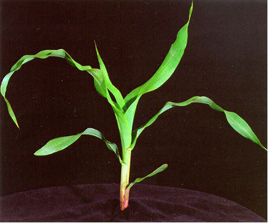 Figure 3. V3 plant.