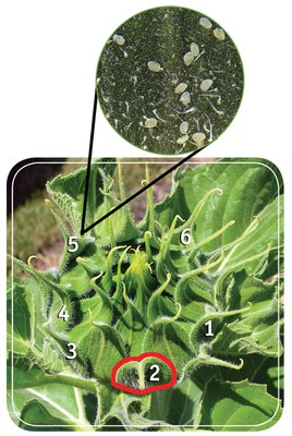 Figure 5. Sunflower bud showing a possible arrangement of six bracts (one bract outlined in red) to sample for banded sunflower moth eggs.