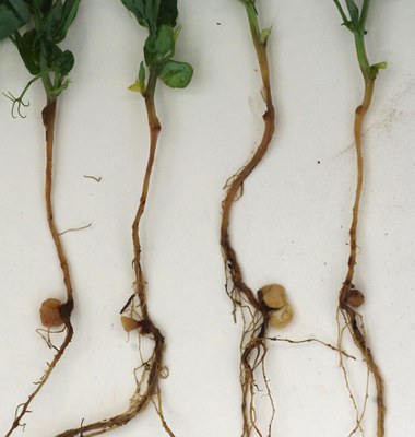 Figure 5a. Symptoms of Aphanomyces root rot in pea. a) Golden-brown root discoloration