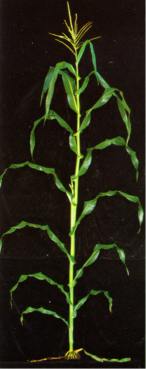 Figure 11. VT plant