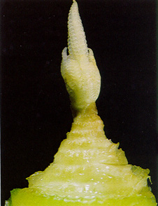 Figure 5. Magnified tassel of V7 plant.