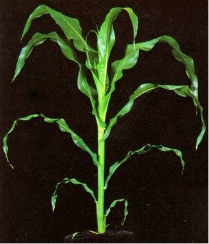 Figure 6. V9 plant.