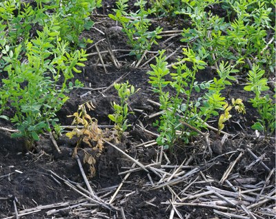 Figure 4b. Symptoms of Aphanomyces root rot in lentils: b) above-ground.
