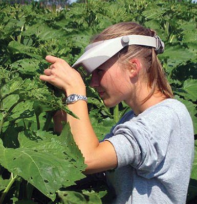 Figure 4. Sampling for banded sunflower moth eggs using a head-mounted magnifier.