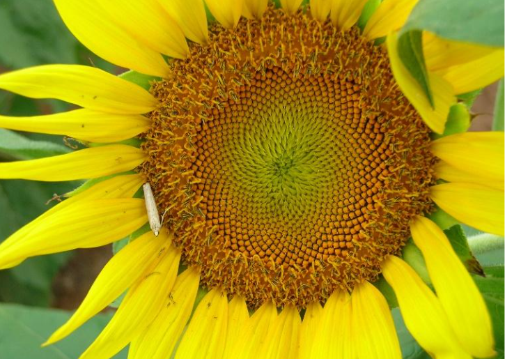 The head of a sunflower with a small white moth sitting on the left side.