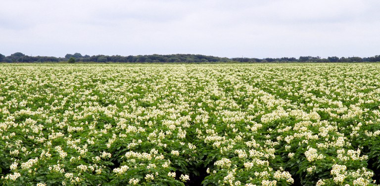 Field of potatoes in bloom