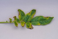 Glufosinate injured potato plant
