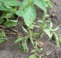 Flumioxazin injured potato plant