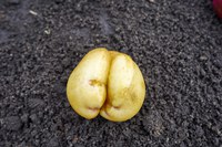Halosulfuron Injured potato