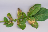 Saflufenacil injured potato plant