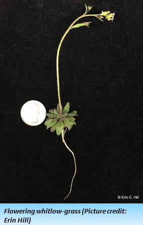 A long, spindly plant with a single long root below a round base of several leaves, a few leaves and buds at the top of its long stem is pictured on a black background with an U.S. quarter for scale. The total length of the plant is about ten times the diameter of the quarter.