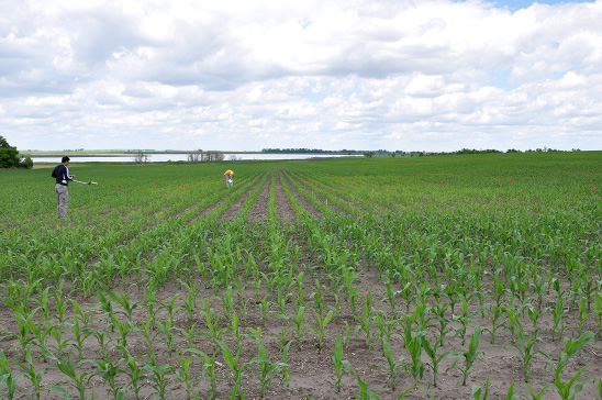 Figure 6. S deficiency symptoms related to N rate in corn near Oakes, N.D., 2013. Yellower plots received 200 pounds of N per acre, while greener plots, such as the one the researcher in the dark shirt is in, are lower-N-rate plots. The tallest corn in the foreground is outside the plot area, and it received an S application in the starter band from the cooperating farmer.