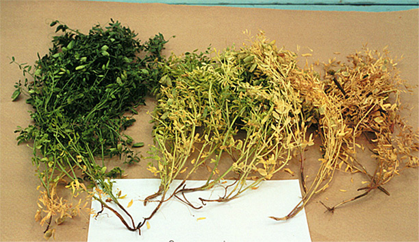 FIGURE 2 – Range of yellowing on plant foliage
