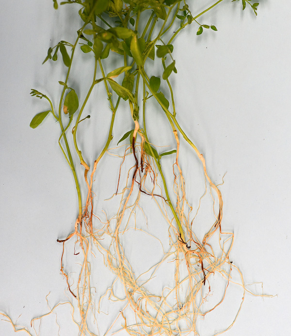 FIGURE 1 – Sunken brown lesions on stem and root just below soil
