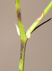 FIGURE 1a – Small black fungal resting structures (microsclerotia) within anthracnose lesions