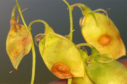 FIGURE 3a – Discolored seeds produced in pods with Ascochtya lesions