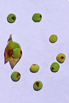 FIGURE 3b – Discolored seeds produced in pods with Ascochtya lesions