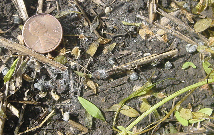 FIGURE 4 – Dark, hard fungal structures (sclerotia) on the soil surface