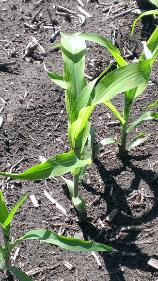 S deficiency in corn.