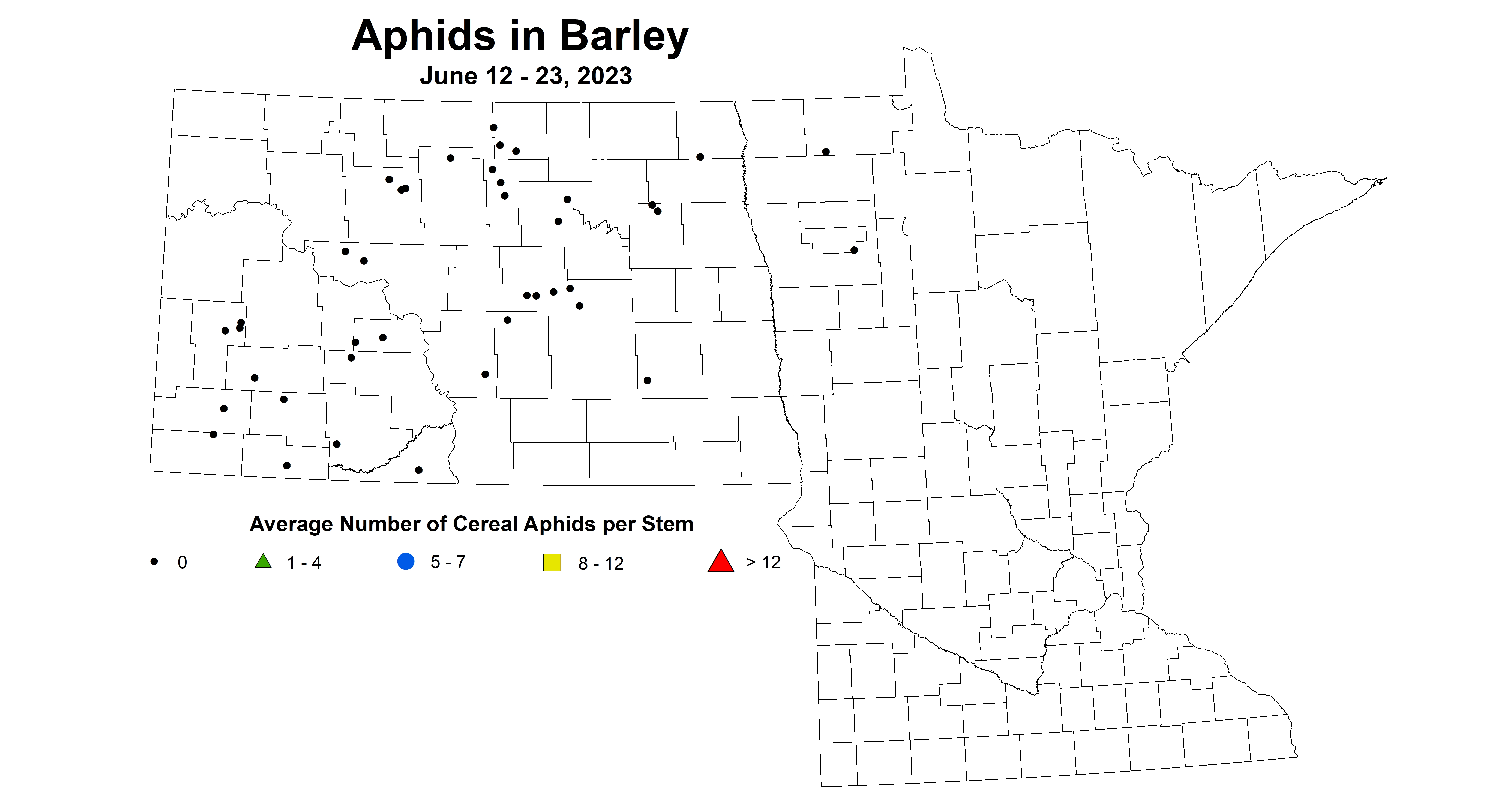 barley aphids June 12-23 2023 updated