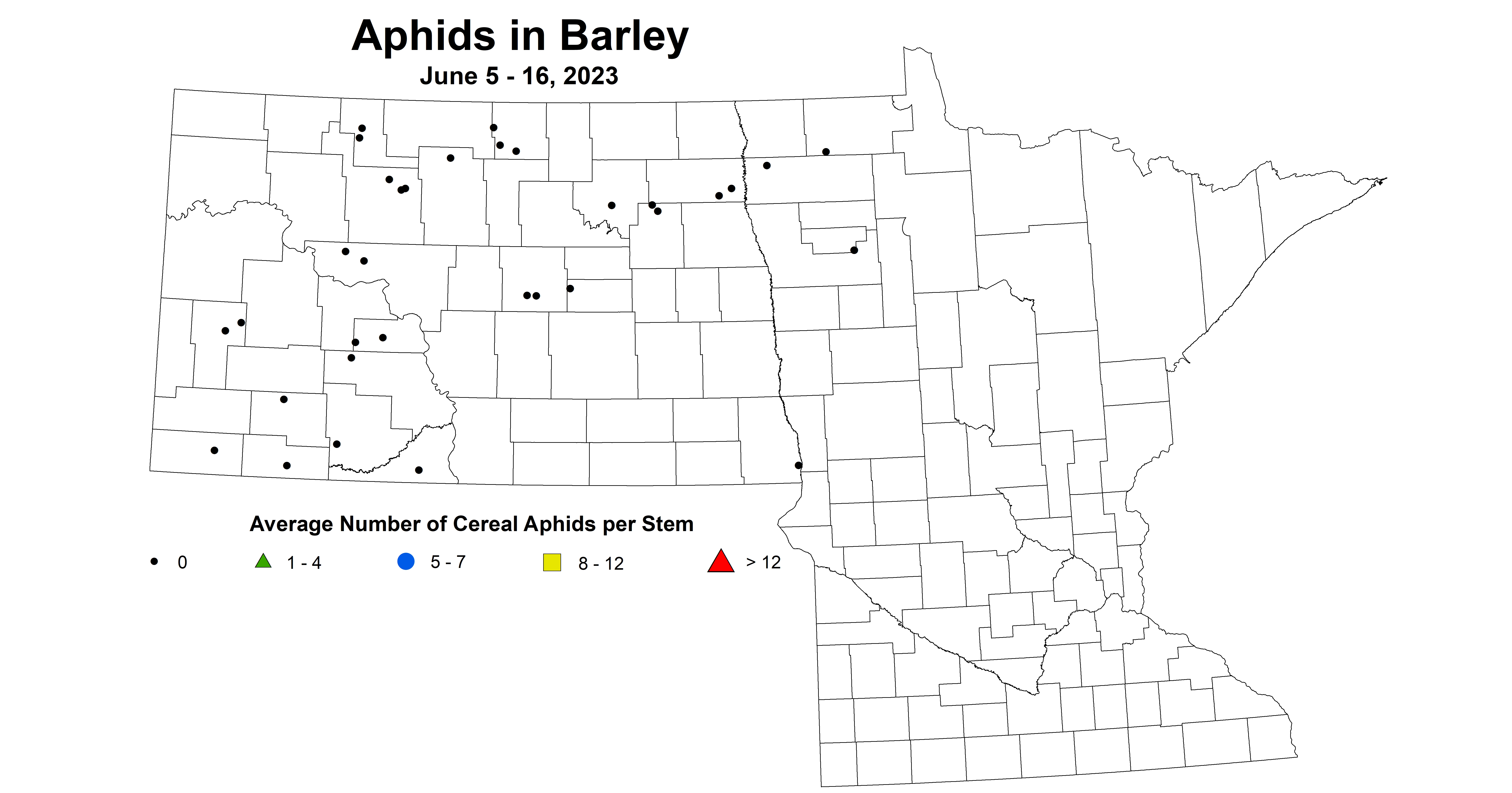 barley aphids June 5-16 2023