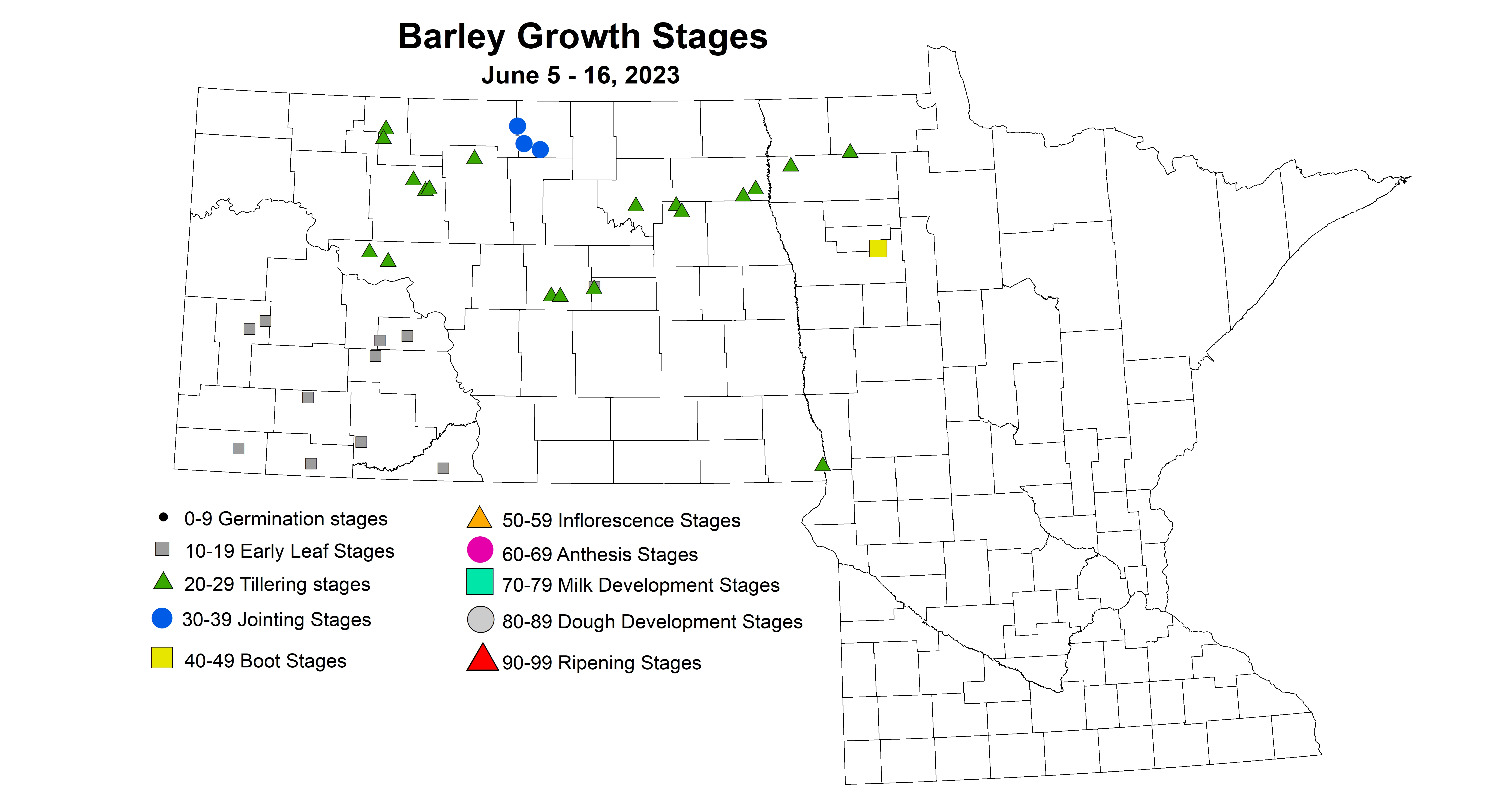 barley growth stages June 5-16 2023