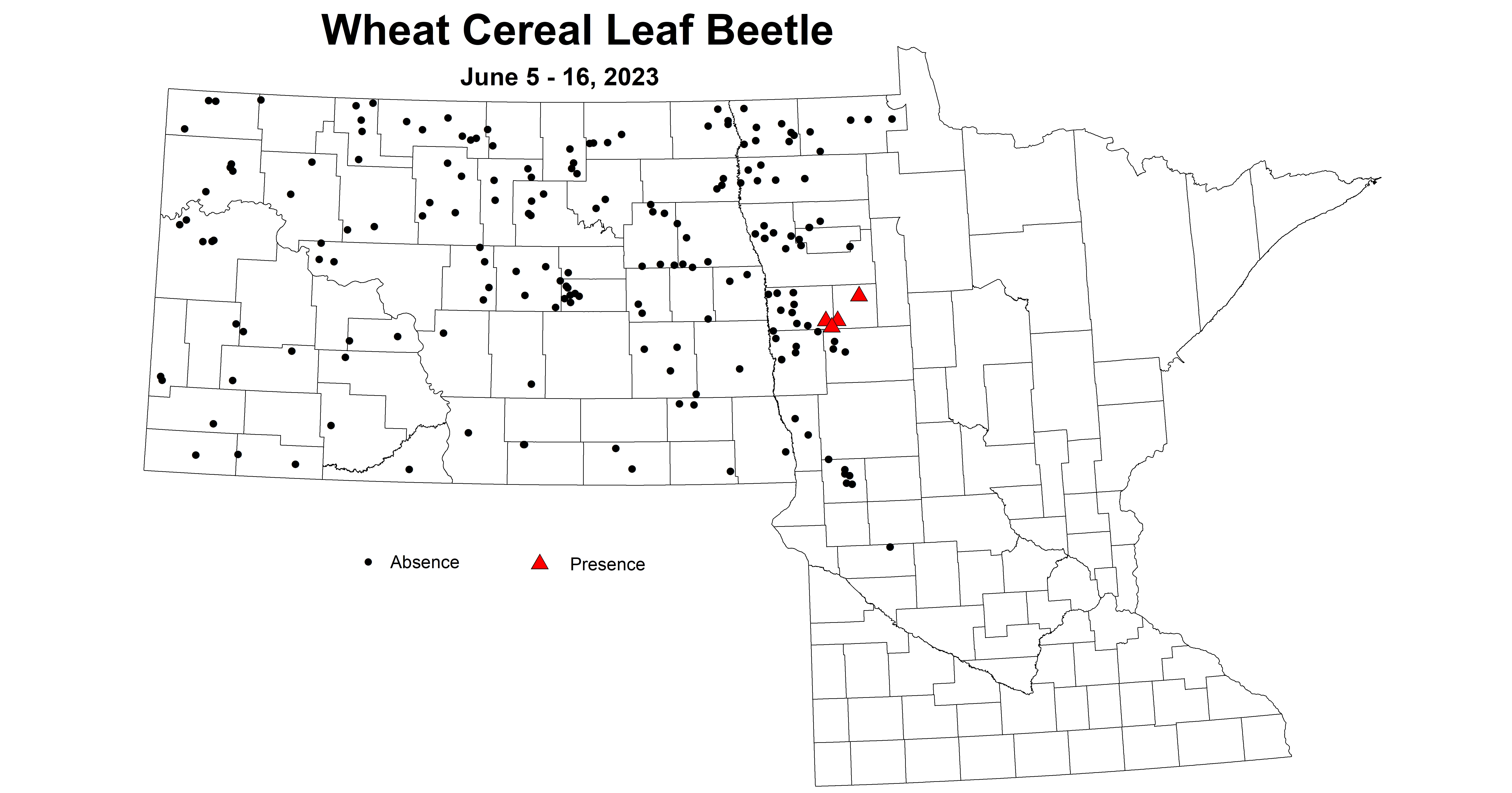 wheat cereal leaf beetle June 5-16 2023