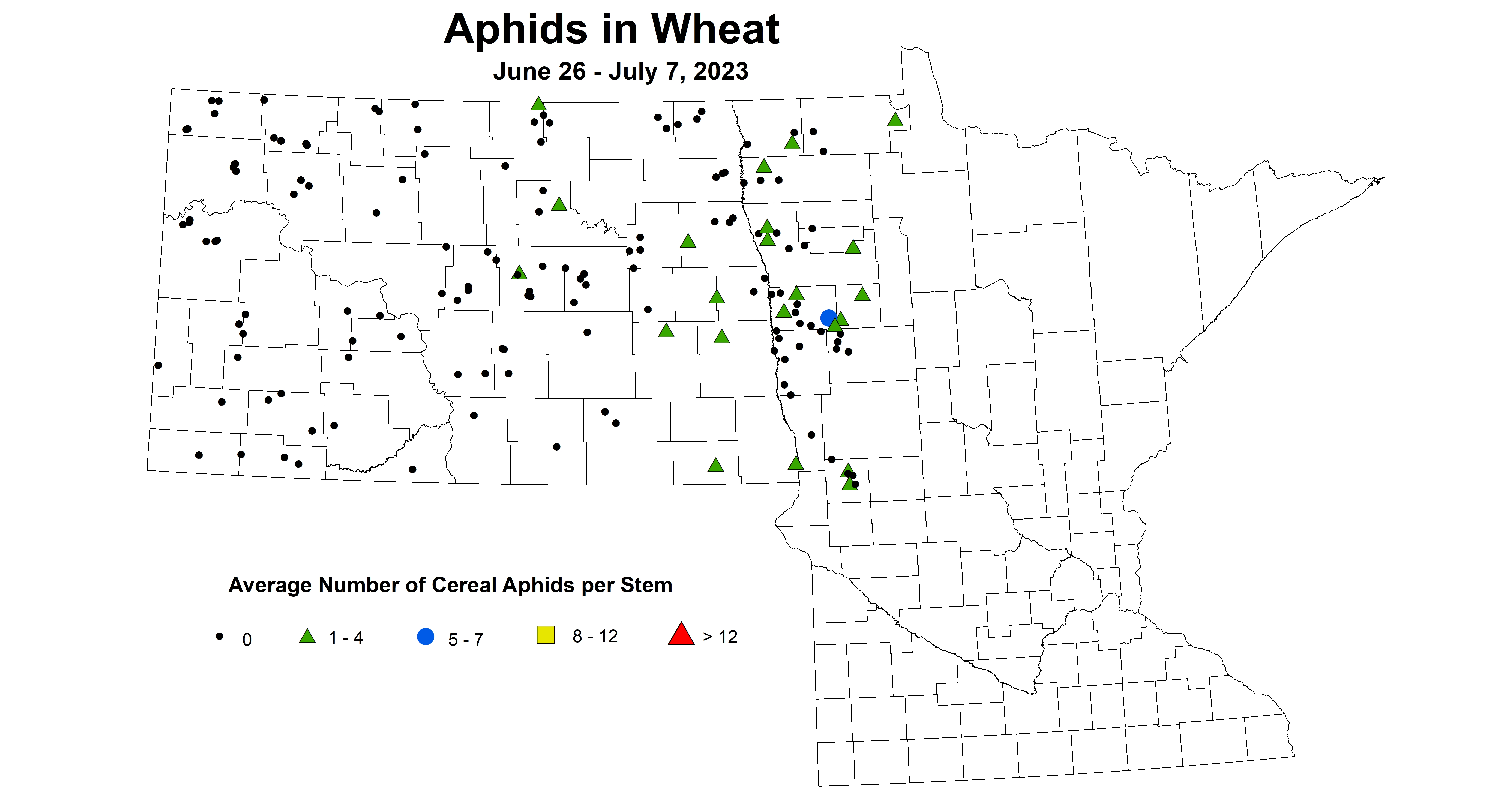 wheat aphids June 26 - July 7 2023