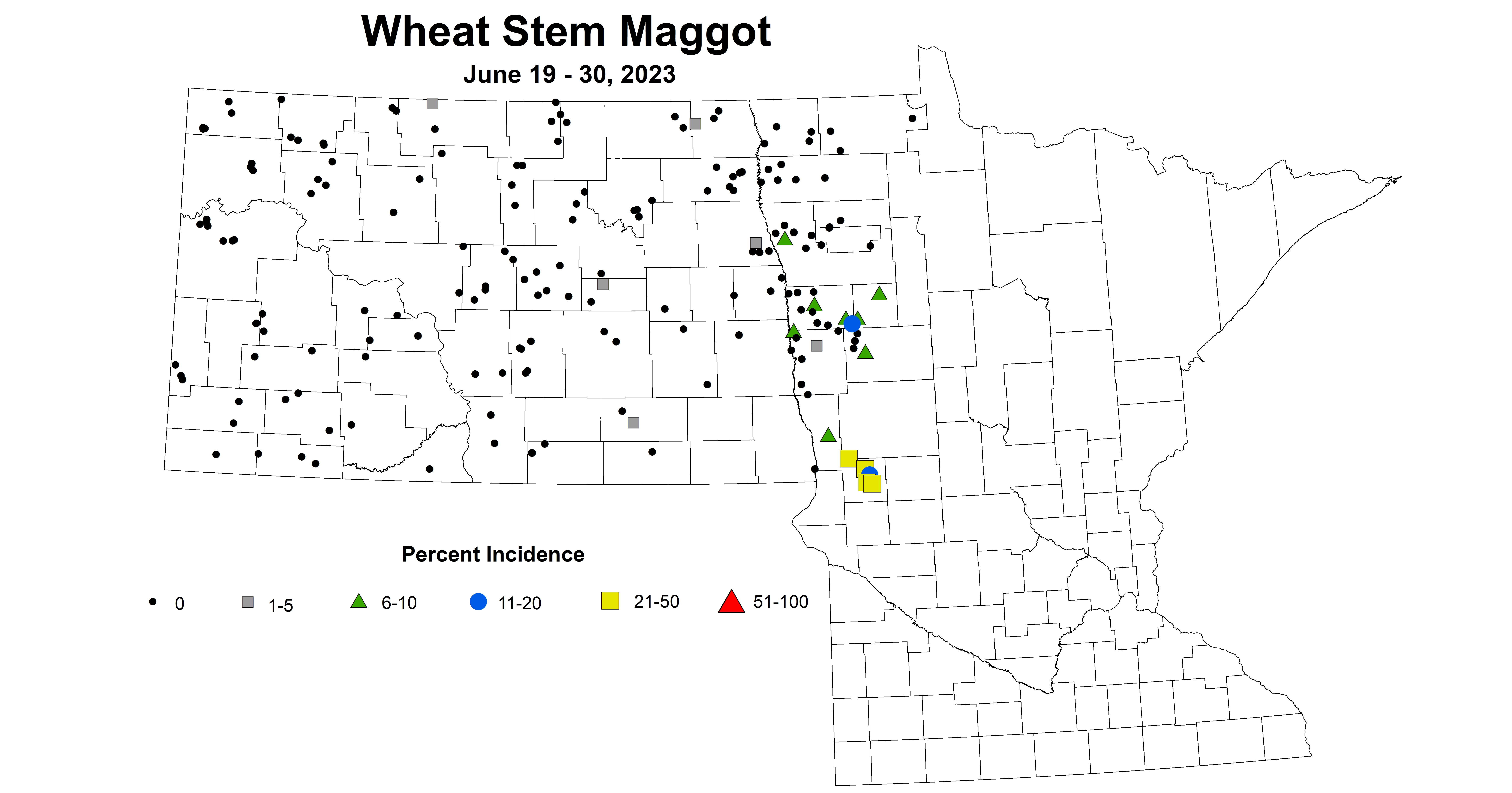 wheat maggot June 19-30 2023