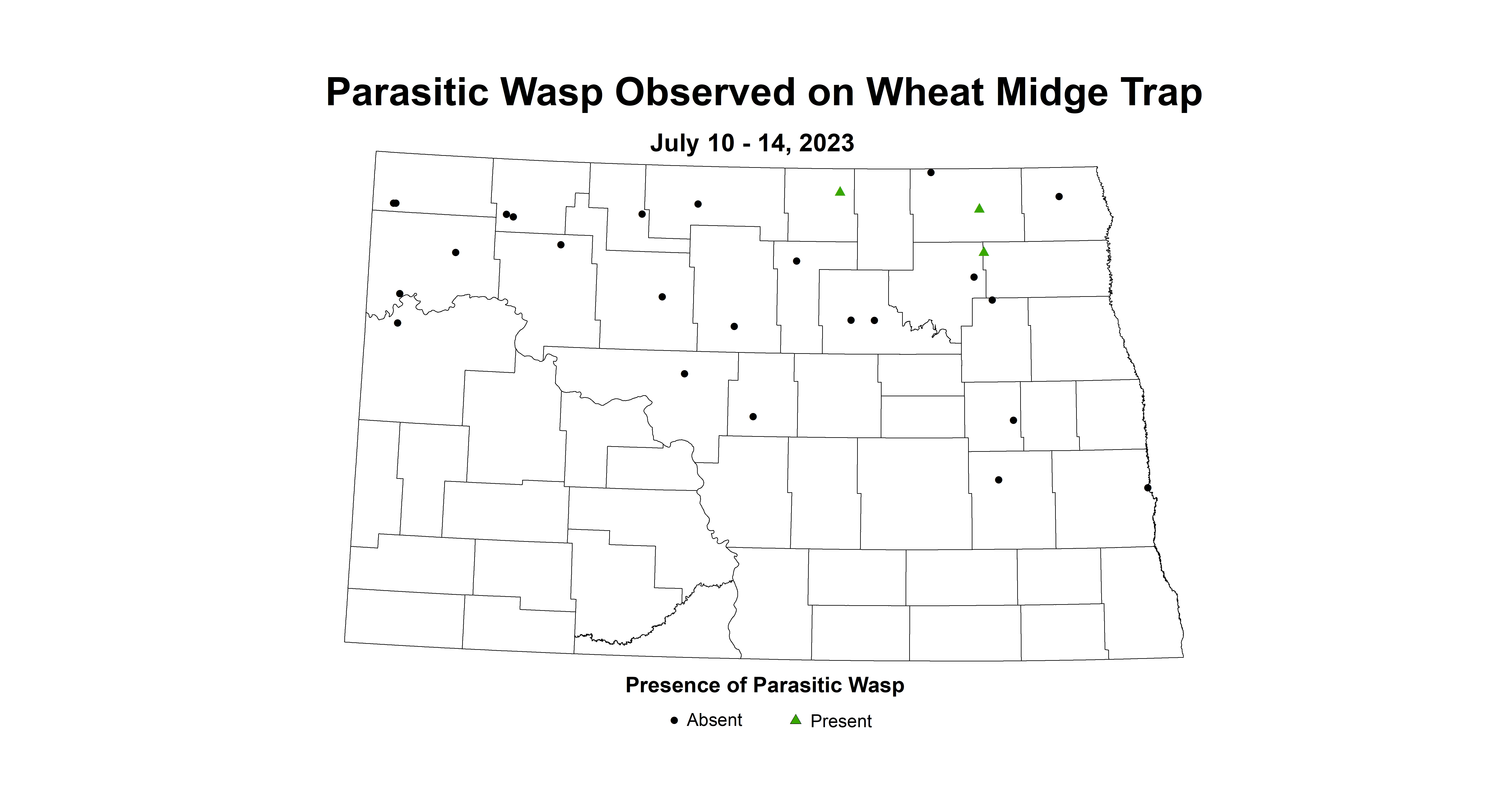 wheat midge trap parasitic wasp July 10-14 2023