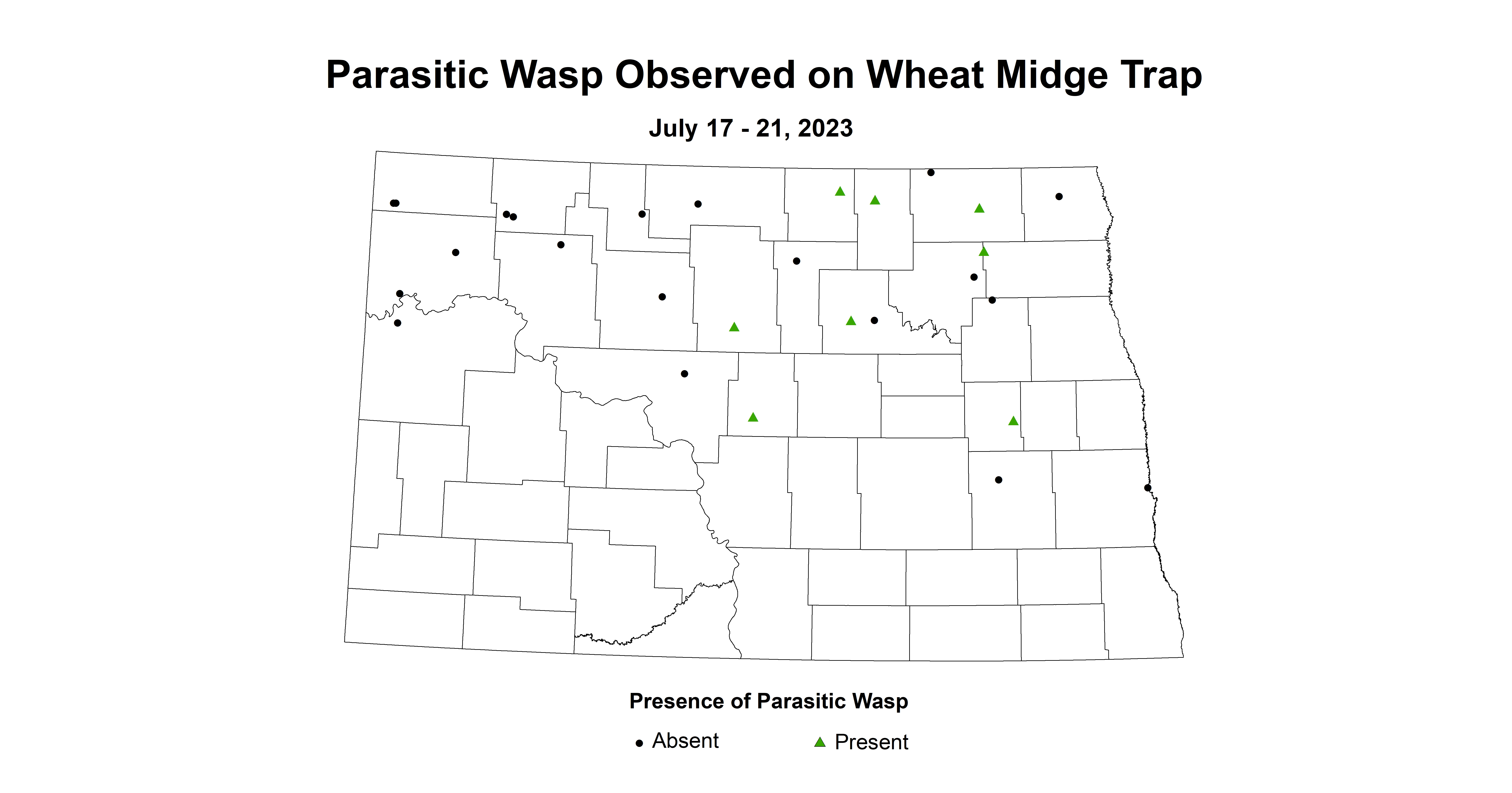 wheat midge trap parasitic wasp July 17-21 2023