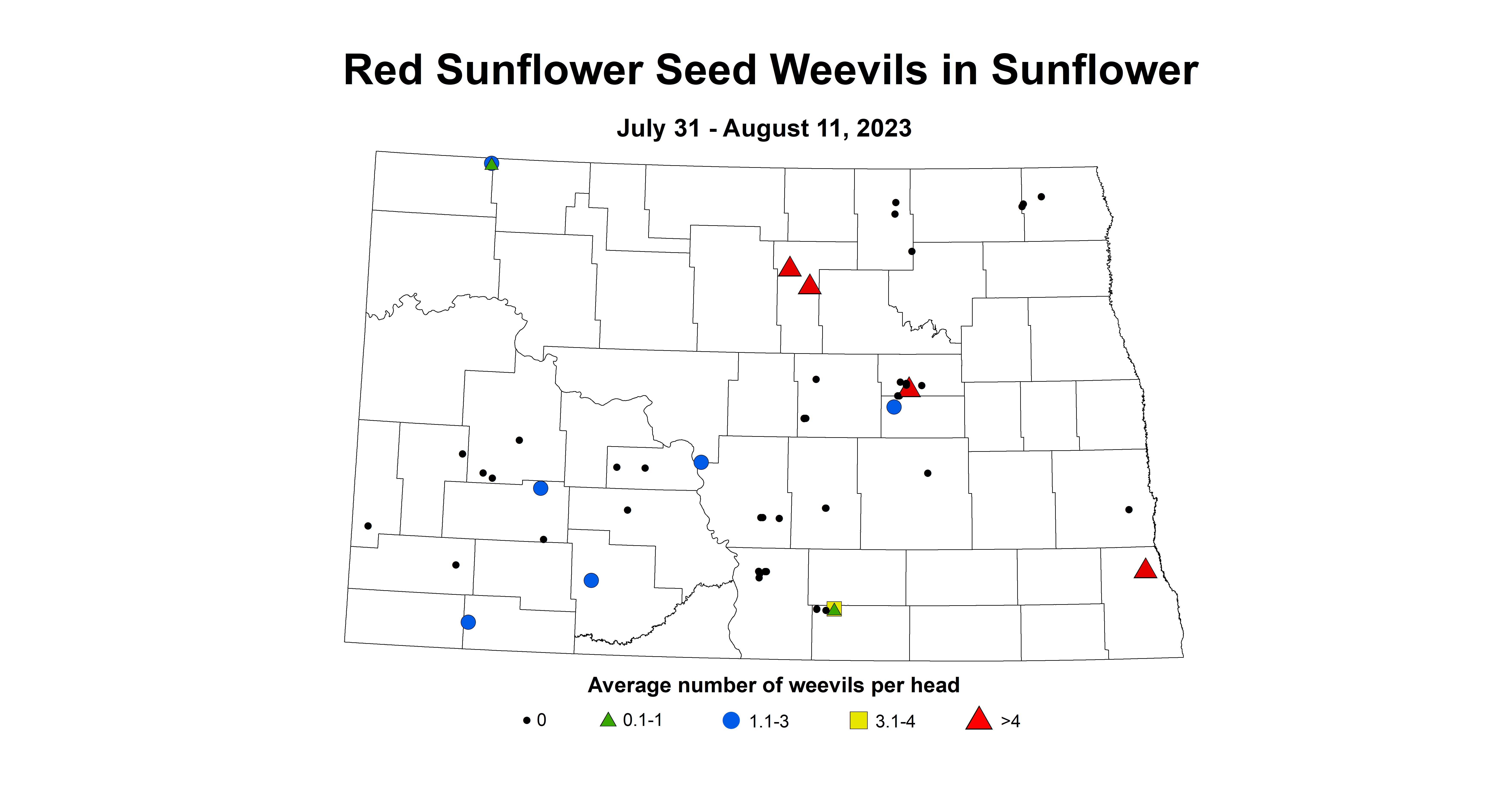 red sunflower seed weevils 7.31-8.11 2023