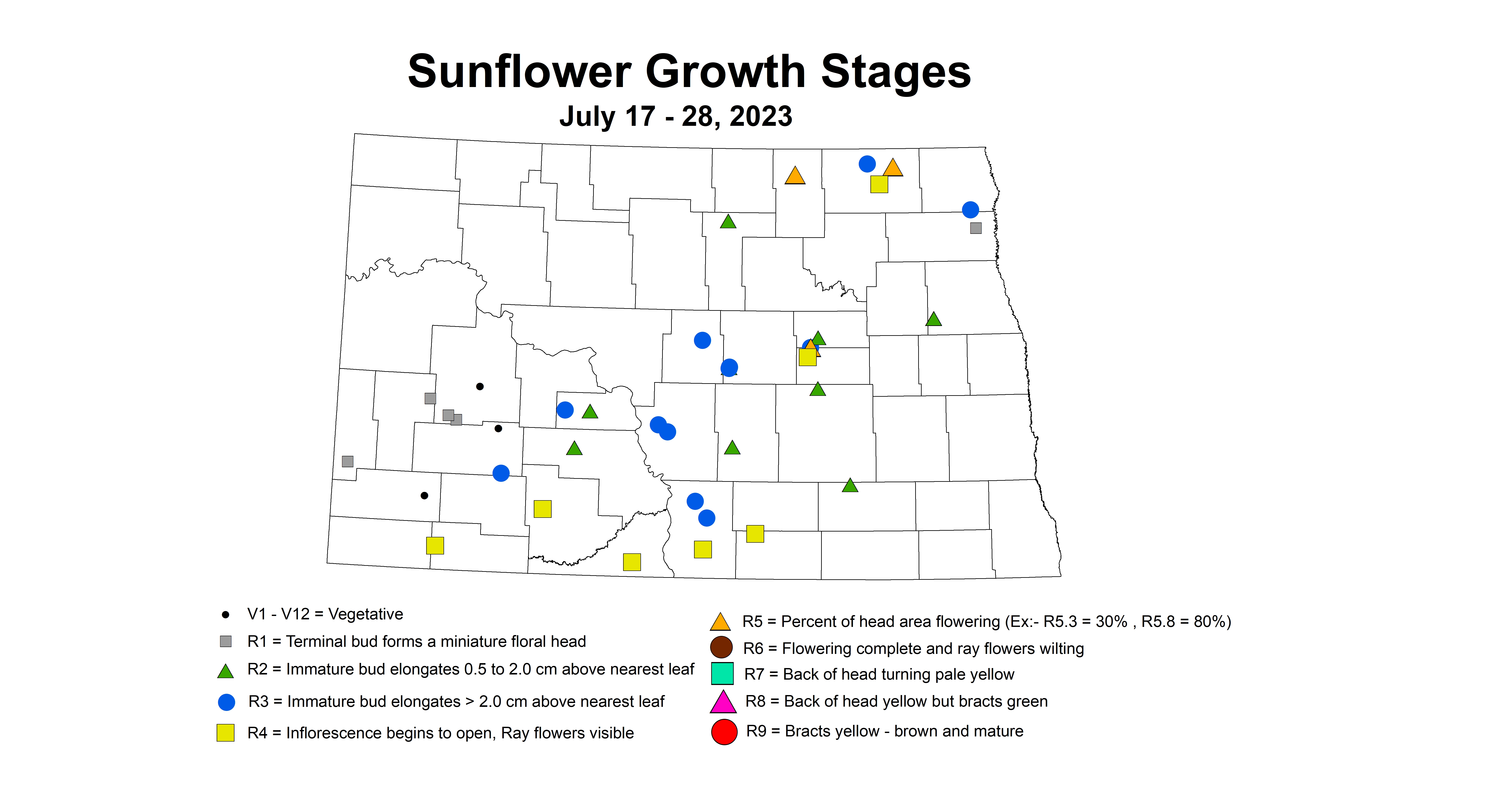 sunflower growth stages  July 17-28 2023