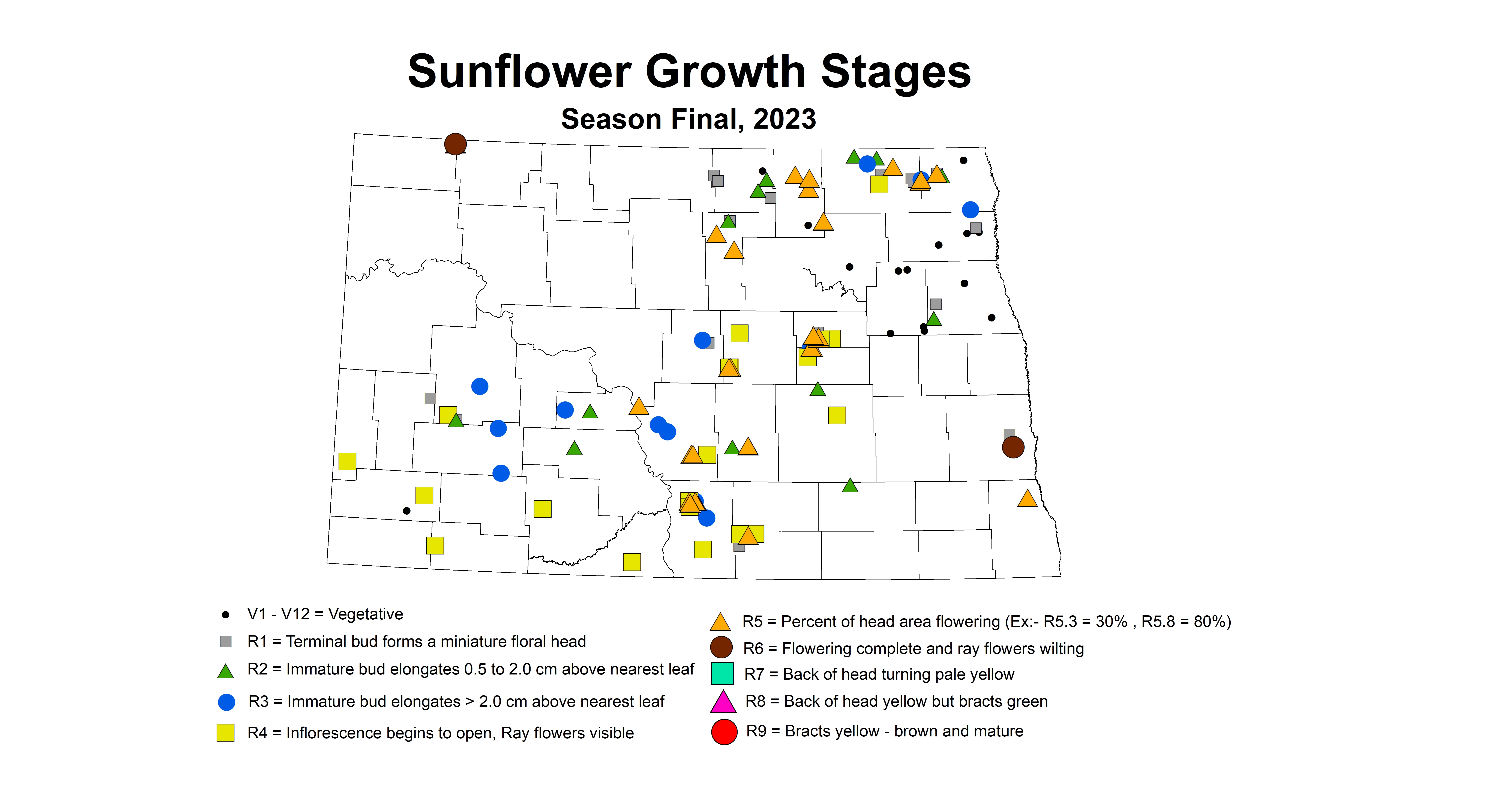 sunflower growth stages season final 2023