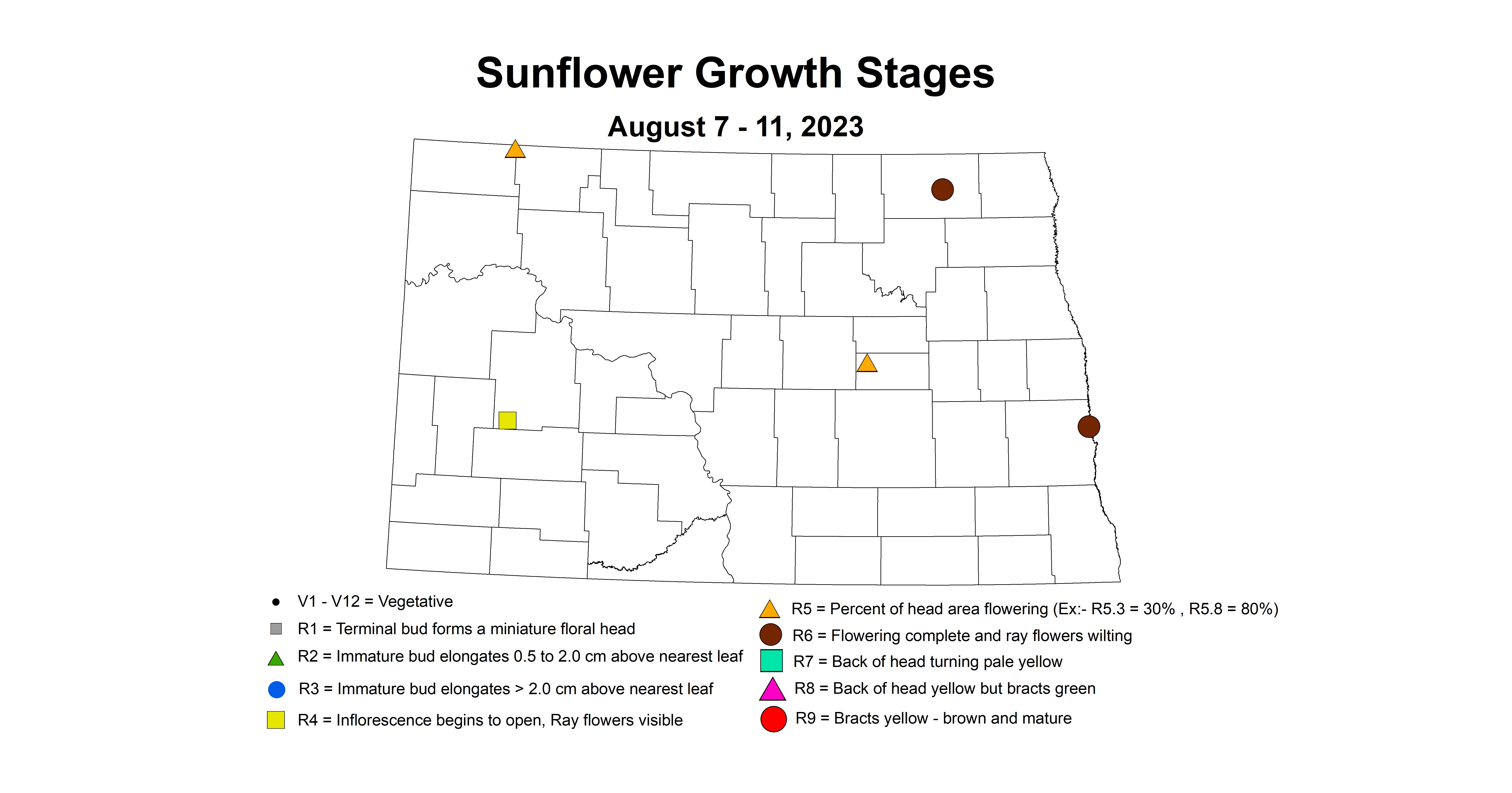 sunflower growth stages 8.7-8.11 2023