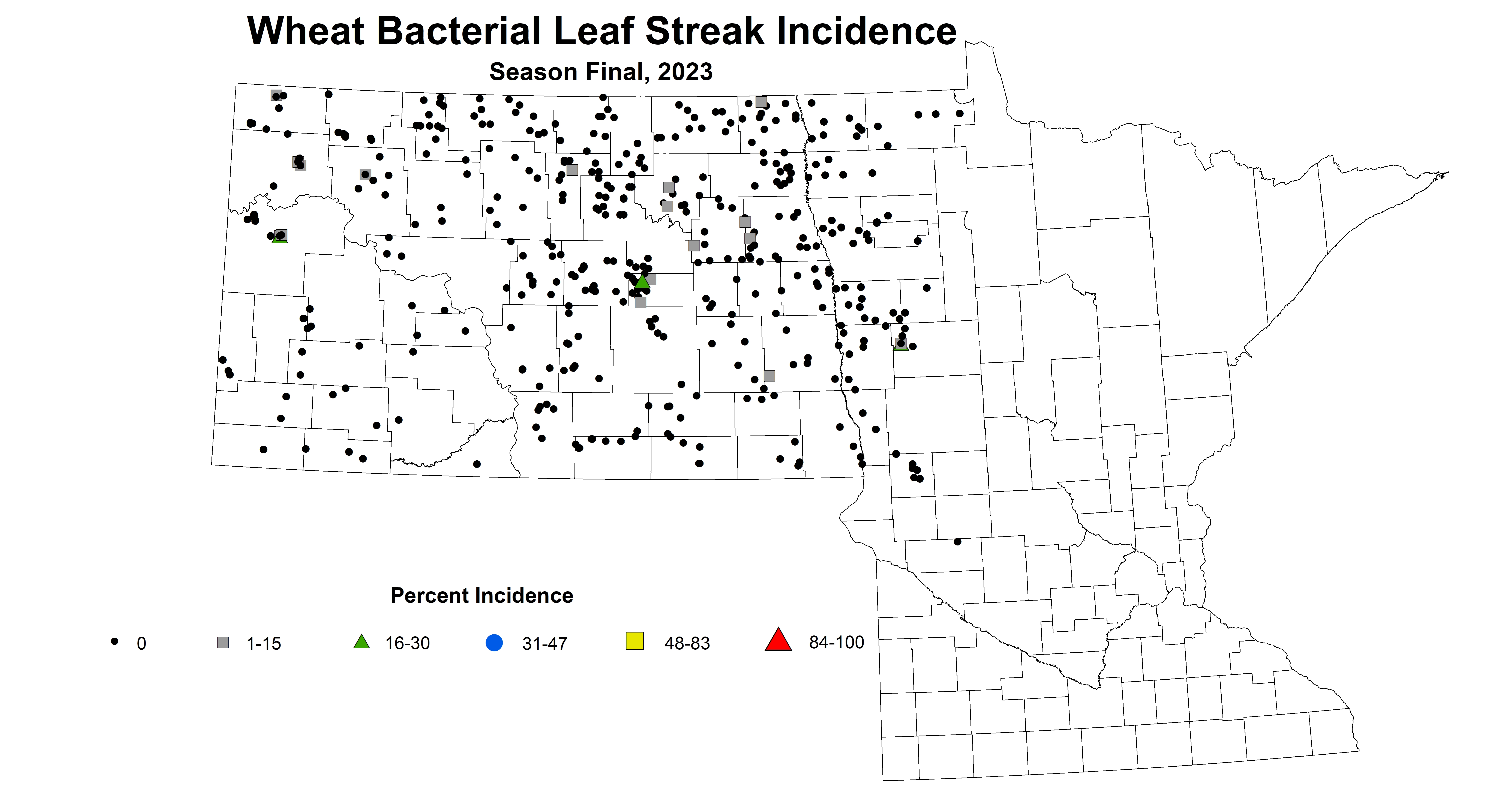 wheat bacterial leaf streak incidence season final 2023