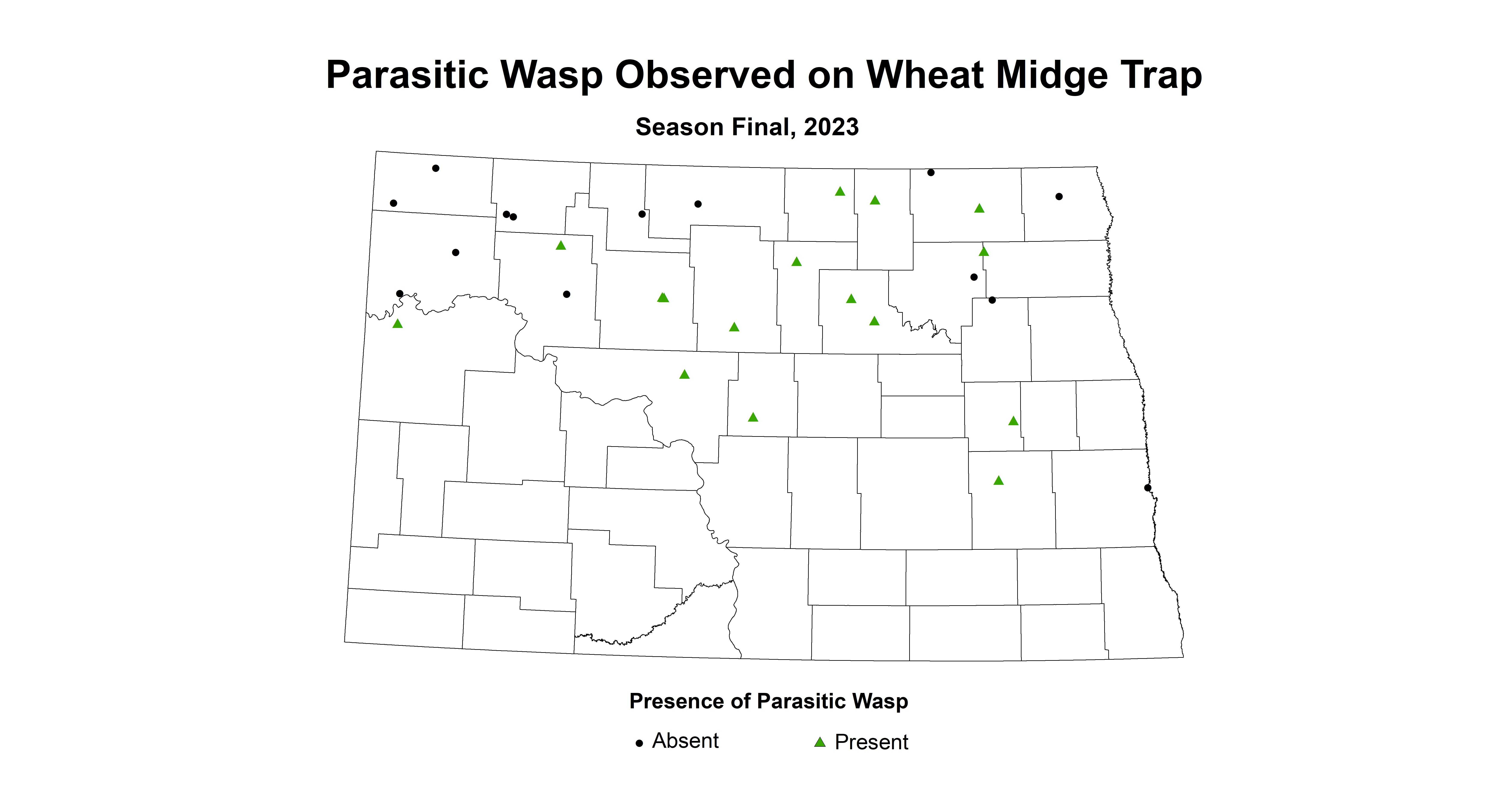 parasitic wasp observed on wheat midge trap season final 2023