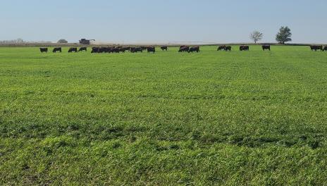 Cows grazing on barley growth in September at the CREC.