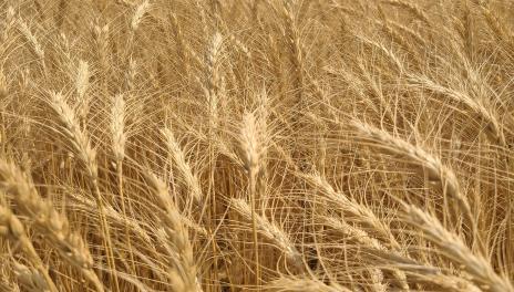 wheat field near harvest time