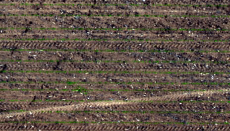 True color composite showing emergence of corn. In this case, Red is assigned to the red color gun, Green to the green color gun, and Blue to the blue color gun. Just left of center and down is an area with weeds encroaching, making individual plant identification difficult.