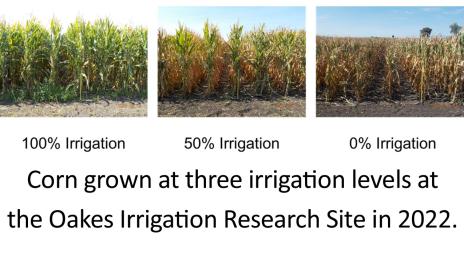 Corn grown at three irrigation levels at the Oakes Irrigation Research Site in 2022
